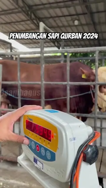 Penimbangan-Sapi-Qurban-2024